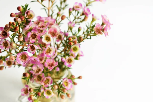 Avustralya yerlisi yabani çiçek pastel pembe Geraldton balmumu bukalemuncinatum beyaz arka planda izole edilmiş, mor çiçekli arka plan, düğün süslemesi, ilkbahar, botanik