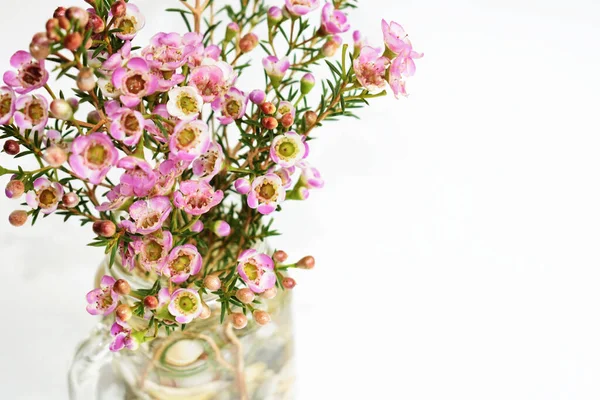 Avustralya yerlisi yabani çiçek pastel pembe Geraldton balmumu bukalemuncinatum beyaz arka planda izole edilmiş, mor çiçekli arka plan, düğün süslemesi, ilkbahar, botanik