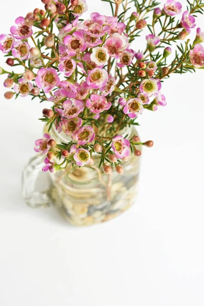 Avustralya yerlisi yabani çiçek pastel pembe Geraldton balmumu bukalemuncinatum beyaz arka planda izole edilmiş, mor çiçekli arka plan, düğün süslemesi, ilkbahar, botanik