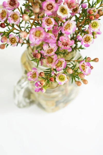 Australian native wild flower pastel pink Geraldton Wax chameleucium uncinatum isolated on white background, violet floral background, wedding decoration, springtime, botany