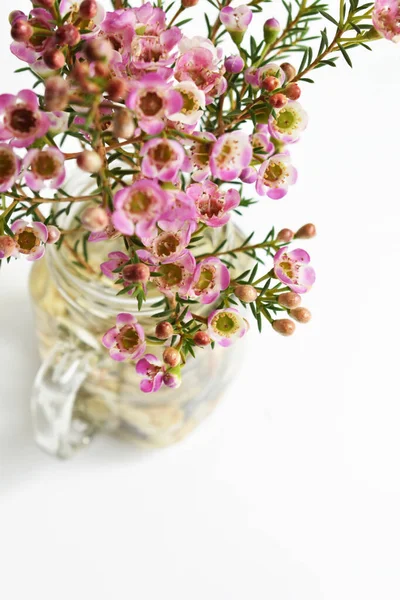 Avustralya yerlisi yabani çiçek pastel pembe Geraldton balmumu bukalemuncinatum beyaz arka planda izole edilmiş, mor çiçekli arka plan, düğün süslemesi, ilkbahar, botanik