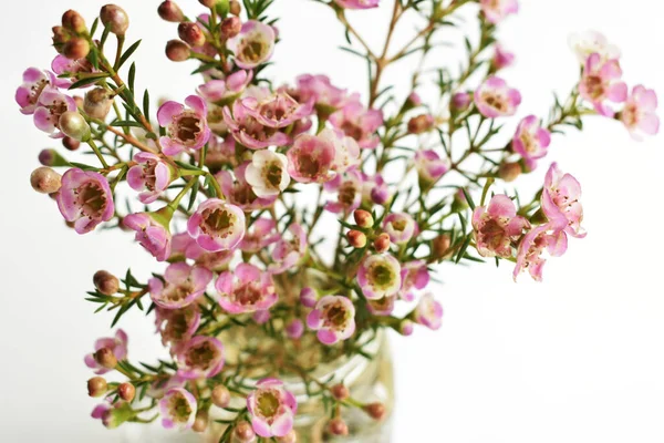 Avustralya yerlisi yabani çiçek pastel pembe Geraldton balmumu bukalemuncinatum beyaz arka planda izole edilmiş, mor çiçekli arka plan, düğün süslemesi, ilkbahar, botanik