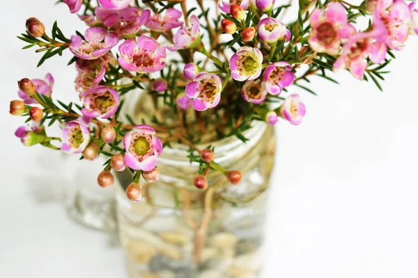 Avustralya yerlisi yabani çiçek pastel pembe Geraldton balmumu bukalemuncinatum beyaz arka planda izole edilmiş, mor çiçekli arka plan, düğün süslemesi, ilkbahar, botanik