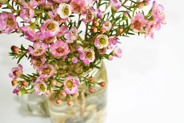 Avustralya yerlisi yabani çiçek pastel pembe Geraldton balmumu bukalemuncinatum beyaz arka planda izole edilmiş, mor çiçekli arka plan, düğün süslemesi, ilkbahar, botanik