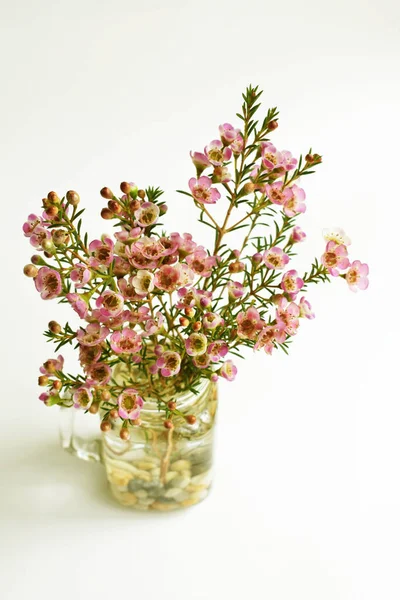 Avustralya yerlisi yabani çiçek pastel pembe Geraldton balmumu bukalemuncinatum beyaz arka planda izole edilmiş, mor çiçekli arka plan, düğün süslemesi, ilkbahar, botanik