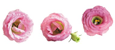 Pastel güller, kamelya gülleri, dallı ve yeşil yapraklı, izole, gölgesiz, beyaz arka planda, kırpma yolu olan güller.