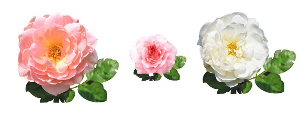 Pastel roses/camellia roses with branch and green leaves isolated, no shadow, in white background, roses with clipping path