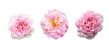 Pastel güller, kamelya gülleri, dallı ve yeşil yapraklı, izole, gölgesiz, beyaz arka planda, kırpma yolu olan güller.