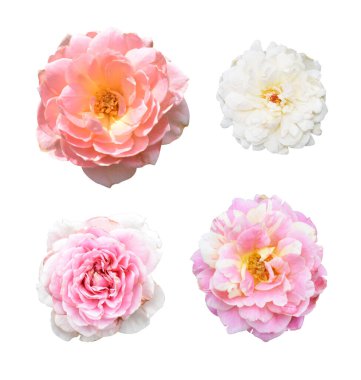 Pastel güller, kamelya gülleri, dallı ve yeşil yapraklı, izole, gölgesiz, beyaz arka planda, kırpma yolu olan güller.