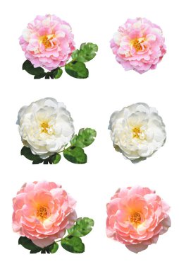 Pastel güller, kamelya gülleri, dallı ve yeşil yapraklı, izole, gölgesiz, beyaz arka planda, kırpma yolu olan güller.