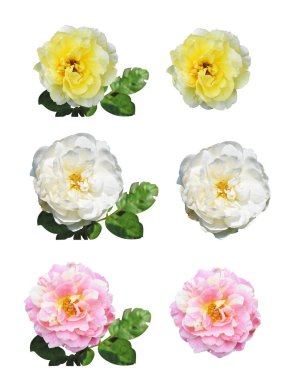 Pastel güller, kamelya gülleri, dallı ve yeşil yapraklı, izole, gölgesiz, beyaz arka planda, kırpma yolu olan güller.