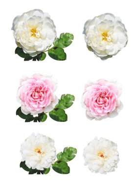 Pastel güller, kamelya gülleri, dallı ve yeşil yapraklı, izole, gölgesiz, beyaz arka planda, kırpma yolu olan güller.