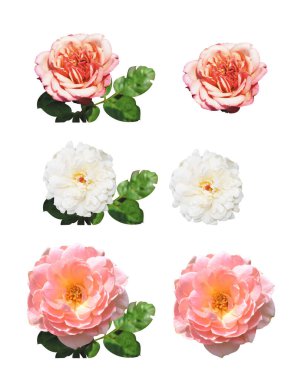Pastel güller, kamelya gülleri, dallı ve yeşil yapraklı, izole, gölgesiz, beyaz arka planda, kırpma yolu olan güller.