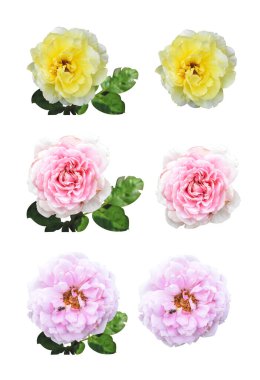 Pastel güller, kamelya gülleri, dallı ve yeşil yapraklı, izole, gölgesiz, beyaz arka planda, kırpma yolu olan güller.