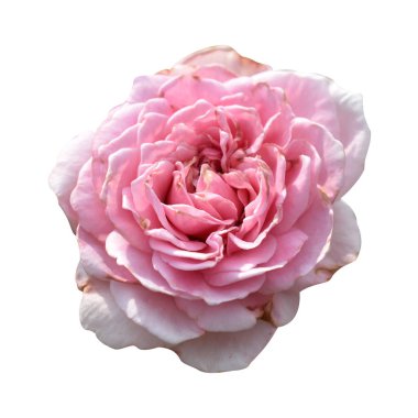 Pastel güller, kamelya gülleri, dallı ve yeşil yapraklı, izole, gölgesiz, beyaz arka planda, kırpma yolu olan güller.