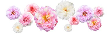 Pastel güller, kamelya gülleri, dallı ve yeşil yapraklı, izole, gölgesiz, beyaz arka planda, kırpma yolu olan güller.