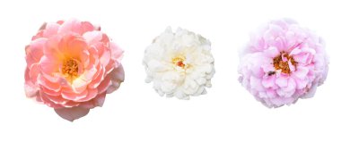 Pastel güller, kamelya gülleri, dallı ve yeşil yapraklı, izole, gölgesiz, beyaz arka planda, kırpma yolu olan güller.