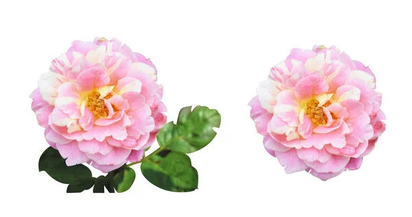 Pastel roses/camellia roses with branch and green leaves isolated, no shadow, in white background, roses with clipping path