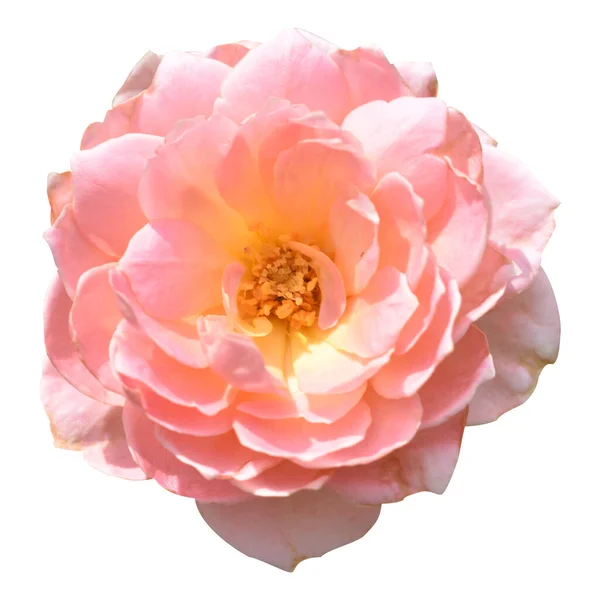 Pastel Rozen Camelia Rozen Met Takken Groene Bladeren Geïsoleerd Geen — Stockfoto