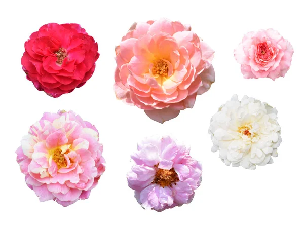 Pastel roses/camellia roses with branch and green leaves isolated, no shadow, in white background, roses with clipping path