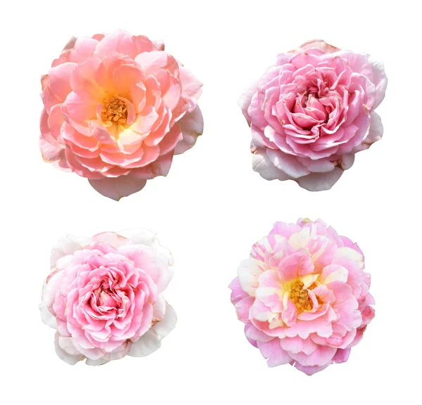 Pastel roses/camellia roses with branch and green leaves isolated, no shadow, in white background, roses with clipping path