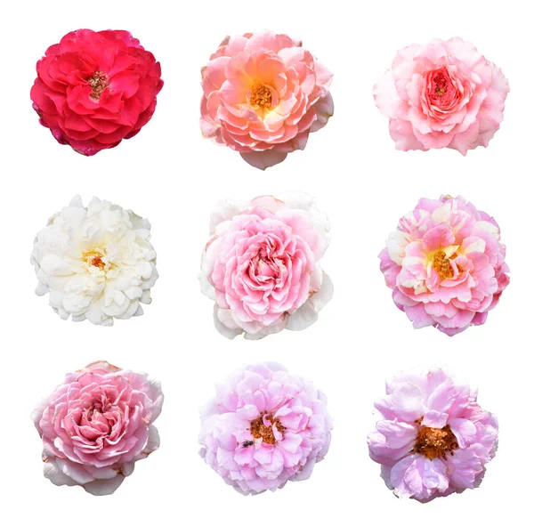 Pastel güller, kamelya gülleri, dallı ve yeşil yapraklı, izole, gölgesiz, beyaz arka planda, kırpma yolu olan güller.