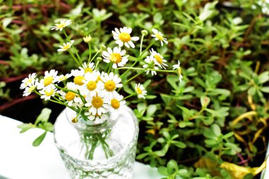 Beyaz papatya çiçekleri / siyah ahşap masadaki papatya cam vazosu, ev dekorasyonu, çiçek, klasik arka plan