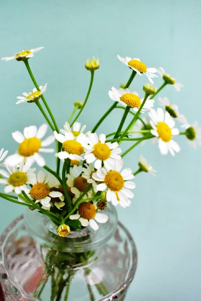 Flores Brancas Margarida Vaso Vidro Camomila Mesa Madeira Preta Decoração — Fotografia de Stock