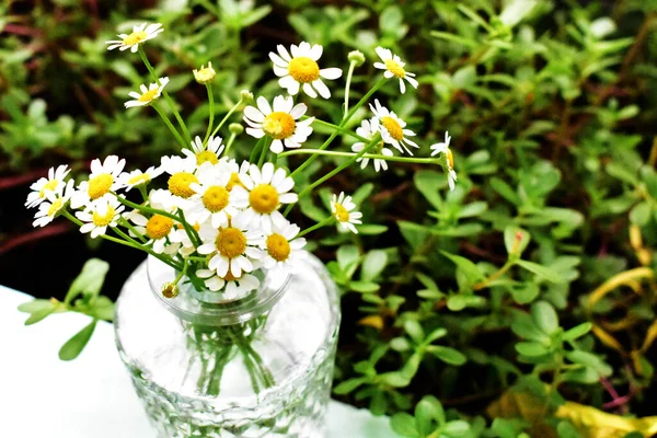 Flores Brancas Margarida Vaso Vidro Camomila Mesa Madeira Preta Decoração — Fotografia de Stock