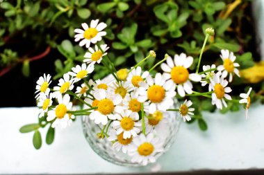 Beyaz papatya çiçekleri / siyah ahşap masadaki papatya cam vazosu, ev dekorasyonu, çiçek, klasik arka plan