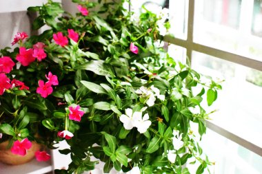 Güneş ışığında güzel pastel pembe Periwinkle çiçekleri, kapı / pencerelerde çiçekler, ev dekorasyonu, klasik