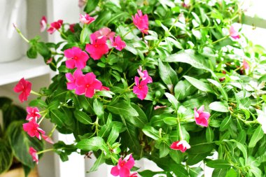 Güneş ışığında güzel pastel pembe Periwinkle çiçekleri, kapı / pencerelerde çiçekler, ev dekorasyonu, klasik