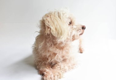 Şirin beyaz köpek, ev hayvanı, beyaz arka plan, tatlı ev, sevgi, aile, bebek köpek, gülümseyen köpek.