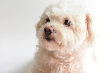 Şirin beyaz köpek, ev hayvanı, beyaz arka plan, tatlı ev, sevgi, aile, bebek köpek, gülümseyen köpek.