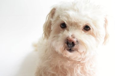 Şirin beyaz köpek, ev hayvanı, beyaz arka plan, tatlı ev, sevgi, aile, bebek köpek, gülümseyen köpek.