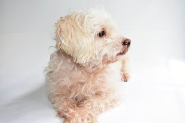 Şirin beyaz köpek, ev hayvanı, beyaz arka plan, tatlı ev, sevgi, aile, bebek köpek, gülümseyen köpek.