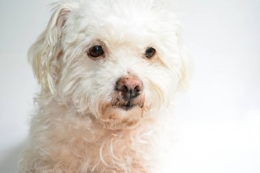 Şirin beyaz köpek, ev hayvanı, beyaz arka plan, tatlı ev, sevgi, aile, bebek köpek, gülümseyen köpek.