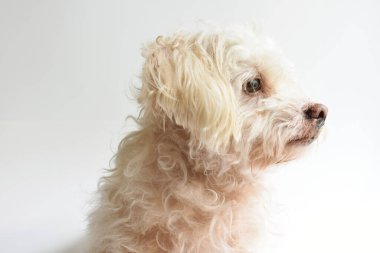 Şirin beyaz köpek, ev hayvanı, beyaz arka plan, tatlı ev, sevgi, aile, bebek köpek, gülümseyen köpek.