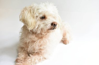 Şirin beyaz köpek, ev hayvanı, beyaz arka plan, tatlı ev, sevgi, aile, bebek köpek, gülümseyen köpek.