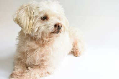 Şirin beyaz köpek, ev hayvanı, beyaz arka plan, tatlı ev, sevgi, aile, bebek köpek, gülümseyen köpek.