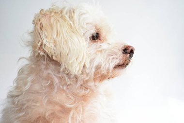 Şirin beyaz köpek, ev hayvanı, beyaz arka plan, tatlı ev, sevgi, aile, bebek köpek, gülümseyen köpek.