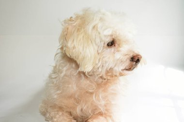 Şirin beyaz köpek, ev hayvanı, beyaz arka plan, tatlı ev, sevgi, aile, bebek köpek, gülümseyen köpek.