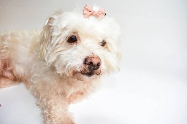 Şirin beyaz köpek, ev hayvanı, beyaz arka plan, tatlı ev, sevgi, aile, bebek köpek, gülümseyen köpek.