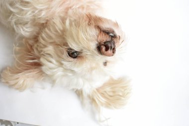 Şirin beyaz köpek, ev hayvanı, beyaz arka plan, tatlı ev, sevgi, aile, bebek köpek, gülümseyen köpek.