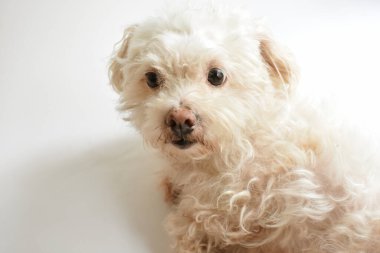 Şirin beyaz köpek, ev hayvanı, beyaz arka plan, tatlı ev, sevgi, aile, bebek köpek, gülümseyen köpek.