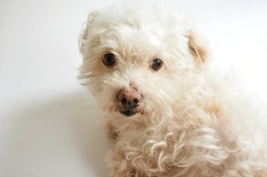 Şirin beyaz köpek, ev hayvanı, beyaz arka plan, tatlı ev, sevgi, aile, bebek köpek, gülümseyen köpek.