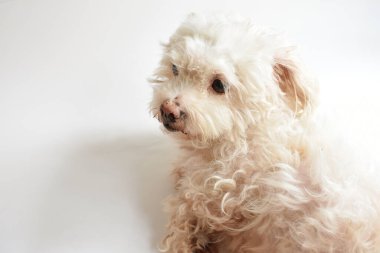 Şirin beyaz köpek, ev hayvanı, beyaz arka plan, tatlı ev, sevgi, aile, bebek köpek, gülümseyen köpek.