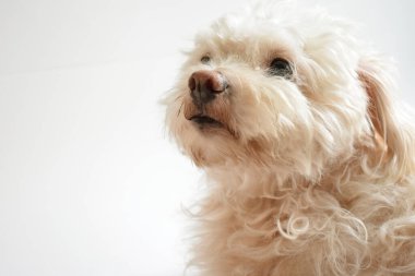 Şirin beyaz köpek, ev hayvanı, beyaz arka plan, tatlı ev, sevgi, aile, bebek köpek, gülümseyen köpek.