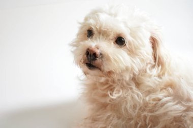 Şirin beyaz köpek, ev hayvanı, beyaz arka plan, tatlı ev, sevgi, aile, bebek köpek, gülümseyen köpek.