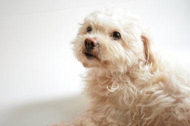 Şirin beyaz köpek, ev hayvanı, beyaz arka plan, tatlı ev, sevgi, aile, bebek köpek, gülümseyen köpek.